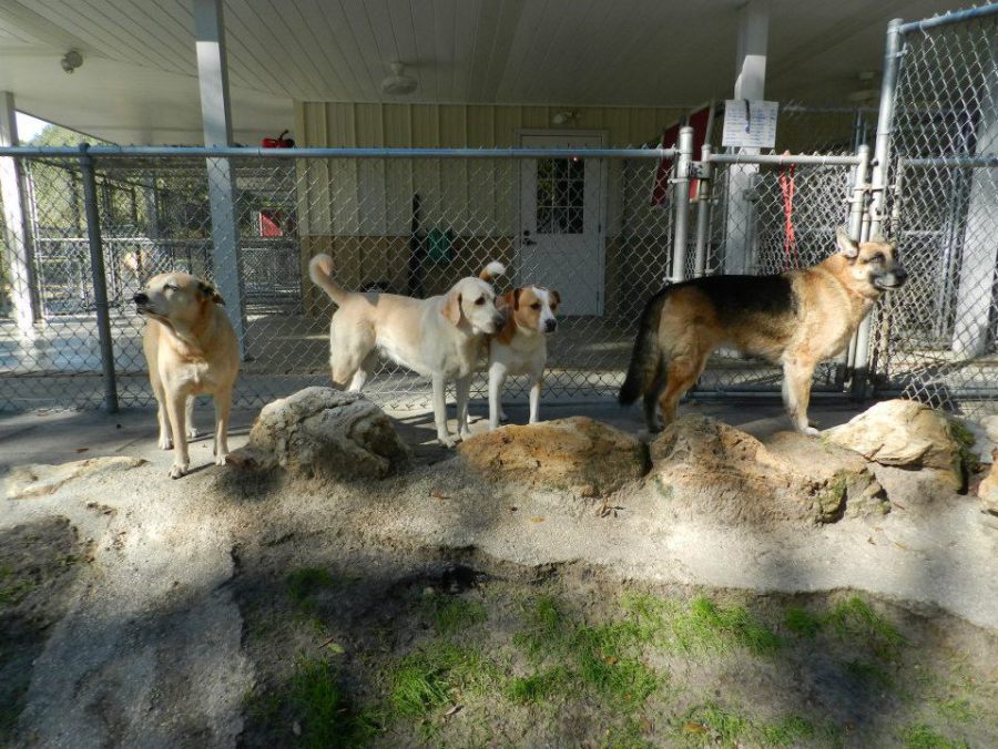 animal care center and pet resort